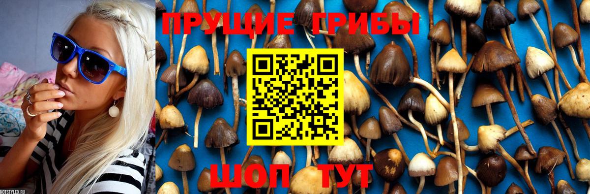 Нефтекумск  Галлюциногенные грибы MAGIC MUSHROOMS  Псилоцибиновые грибы Psilocybine cubensis  Вход с VPN 